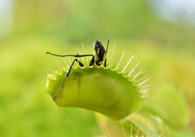 食蟲植物有哪些 食蟲植物哪些最好養(yǎng) 食蟲植物有哪些 食蟲植物哪些最好養(yǎng)