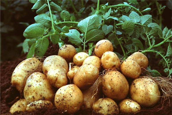 生土豆汁的神奇功效與作用 每天喝一杯 生土豆汁的神奇功效與作用 每天喝一杯
