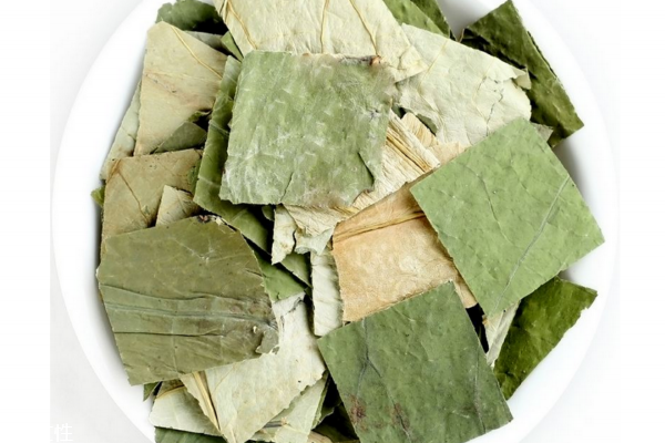 荷葉茶可以去濕氣嗎 有這個功效 荷葉茶可以去濕氣嗎 有這個功效