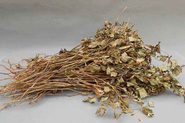 折耳根可以泡腳嗎？新鮮還是干的折耳根用量需適宜