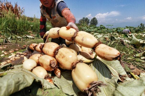 什么樣的藕燉著好吃？這個(gè)地方的蓮藕最有名最好吃