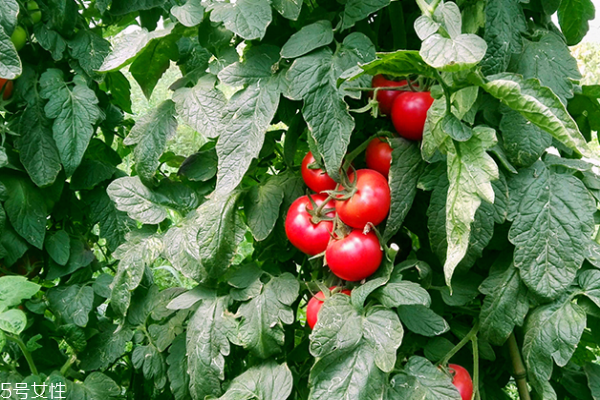 番茄為什么不能放冰箱 有兩個原因