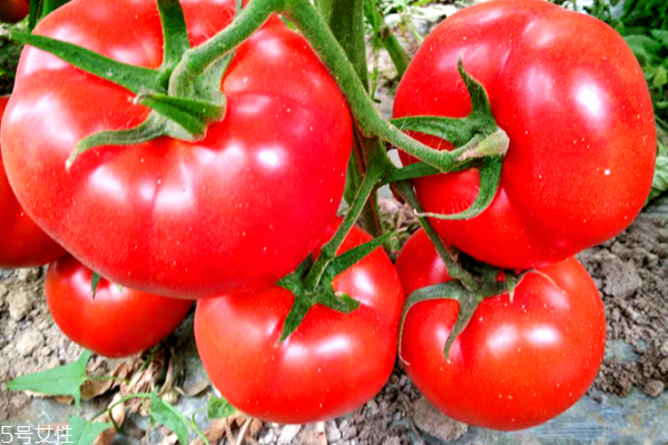 番茄為什么不能放冰箱 有兩個原因