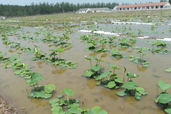什么樣的藕燉著好吃？這個(gè)地方的蓮藕最有名最好吃