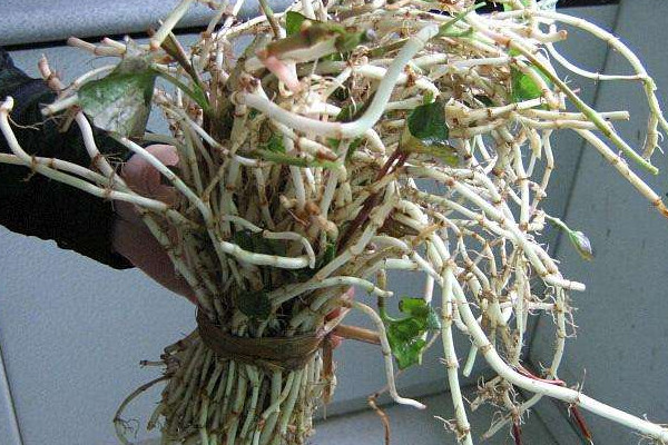 折耳根可以治療胃炎嗎？這個季節(jié)挖折耳根最嫩最討喜