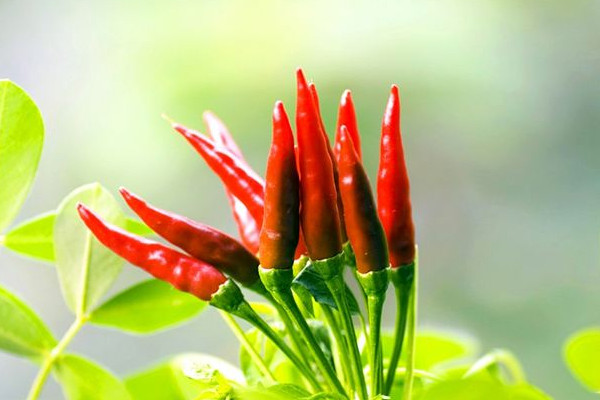 杭椒為什么叫杭椒？這些食物不能和辣椒一起吃