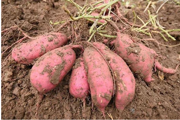 湖北話苕是什么意思？吃與苕有關(guān)的食物好處多