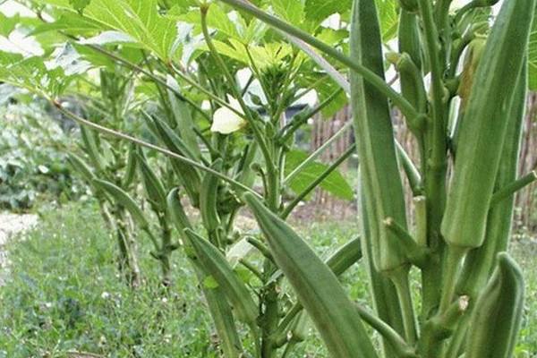 秋葵在陽臺怎么種？這樣的秋葵生吃無毒