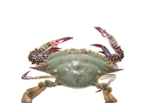 梭子蟹什么時候最便宜？死螃蟹吃的時候注意分海蟹和河蟹