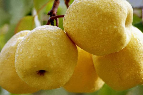 如何辨認挑選碭山梨？碭山梨的正確吃法