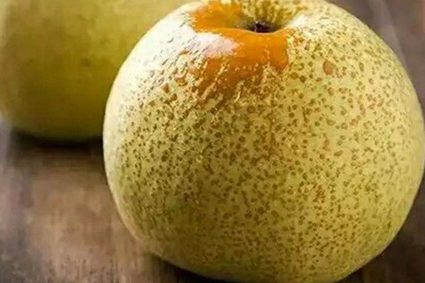 最大的梨是碭山梨嗎？碭山梨的功效與作用