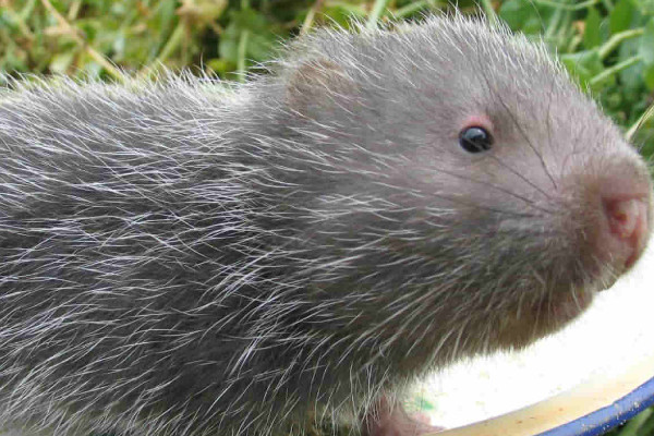 竹鼠多少錢一斤2018？竹鼠的營養(yǎng)價(jià)值高