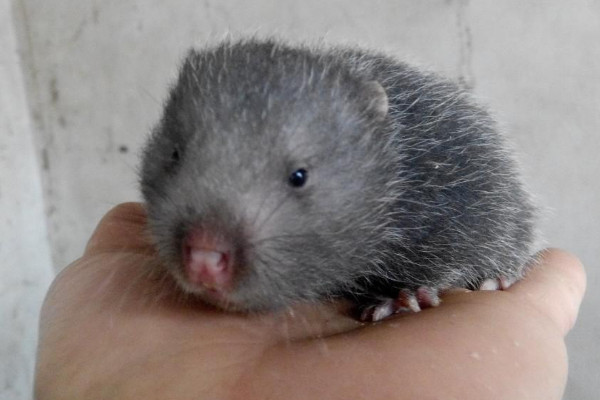 竹鼠好養(yǎng)嗎？人工養(yǎng)殖竹鼠就喂這些粗料