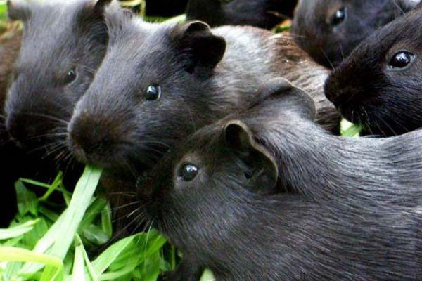 黑豚肉好吃嗎？黑豚養(yǎng)殖市場需求大