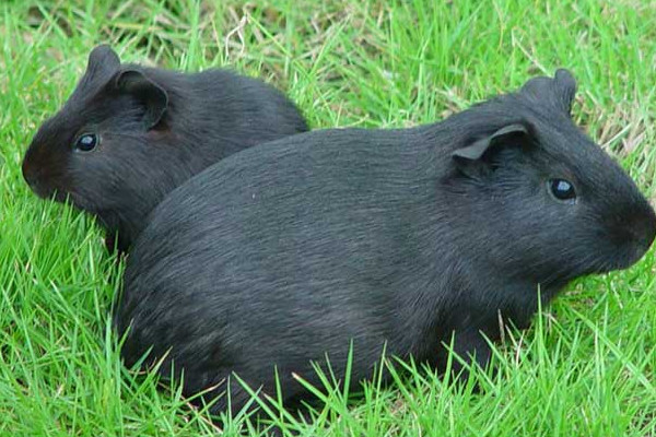 黑豚肉好吃嗎？黑豚養(yǎng)殖市場需求大
