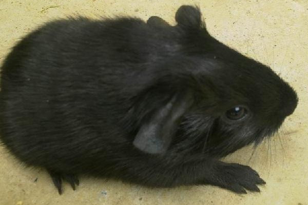 黑豚是什么動物？國家允許養(yǎng)殖的野生動物