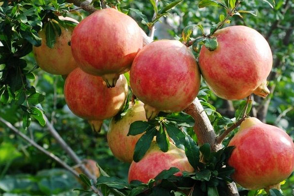 會(huì)理石榴幾月份摘？這才是會(huì)理石榴正確食用方法