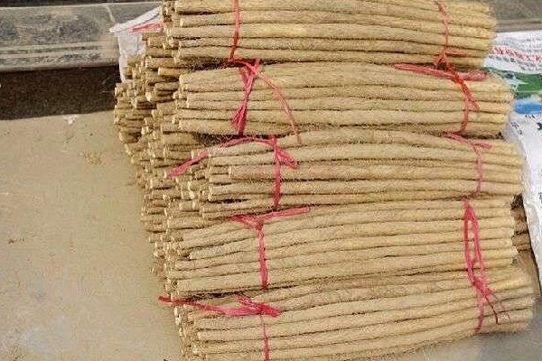 麻山藥長芽還能吃嗎？麻山藥和鐵棍山藥的區(qū)別