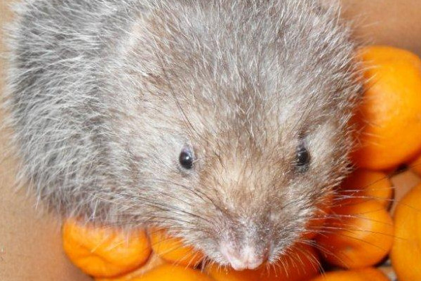 竹鼠好養(yǎng)嗎？人工養(yǎng)殖竹鼠就喂這些粗料