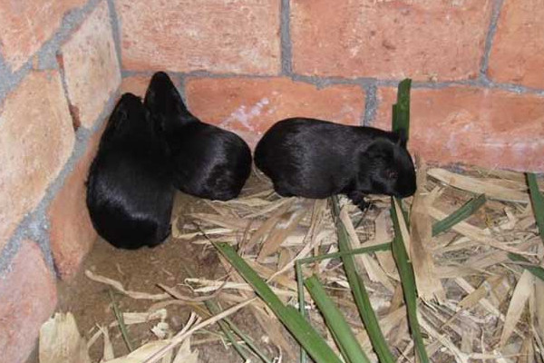 黑豚吃什么？買種苗這樣分黑豚公母