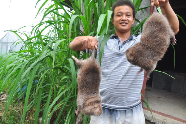 竹鼠多少錢一斤2018？竹鼠的營養(yǎng)價值高