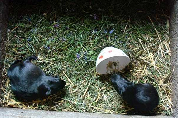 黑豚吃什么？買種苗這樣分黑豚公母