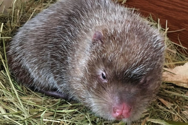 竹鼠多少錢一斤2018？竹鼠的營養(yǎng)價值高