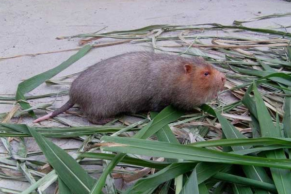 竹鼠好養(yǎng)嗎？人工養(yǎng)殖竹鼠就喂這些粗料