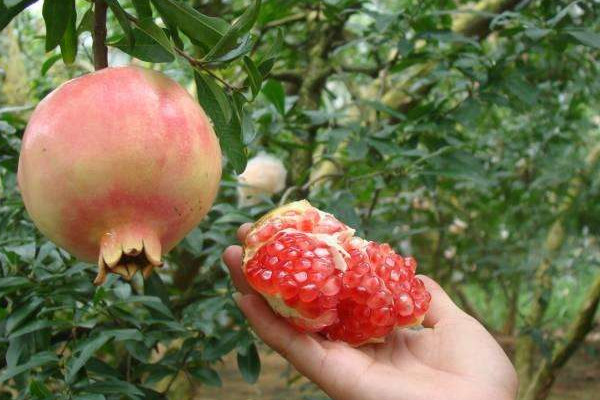 蒙自石榴什么時候成熟？蒙自石榴和會理石榴的區(qū)別