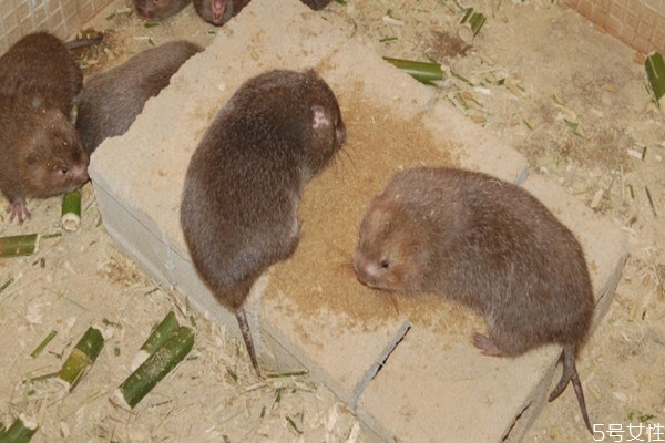 養(yǎng)殖竹鼠風險高嗎 竹鼠和黑豚鼠的區(qū)別 養(yǎng)殖竹鼠風險高嗎 竹鼠和黑豚鼠的區(qū)別