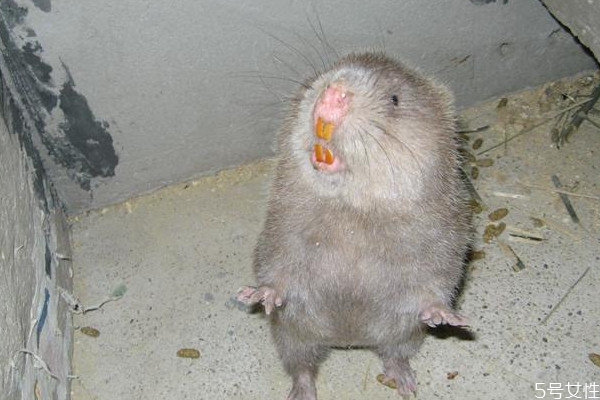 養(yǎng)殖竹鼠風險高嗎 竹鼠和黑豚鼠的區(qū)別 養(yǎng)殖竹鼠風險高嗎 竹鼠和黑豚鼠的區(qū)別