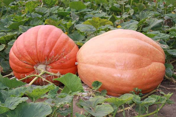 南瓜瓤怎么吃？這樣的老南瓜口感甜度營(yíng)養(yǎng)高