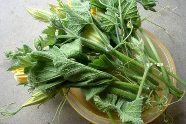 南瓜藤怎么吃？這些人不宜吃南瓜藤