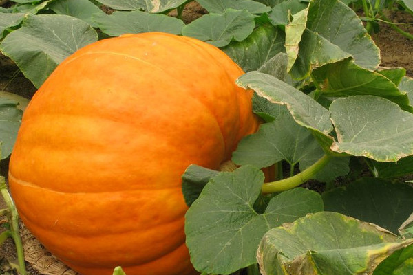 南瓜瓤怎么吃？這樣的老南瓜口感甜度營(yíng)養(yǎng)高