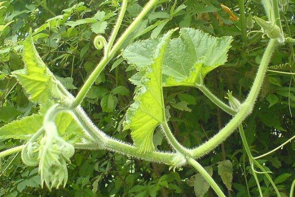 南瓜藤怎么吃？這些人不宜吃南瓜藤