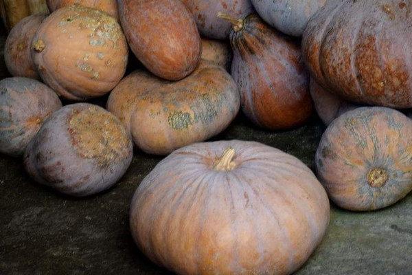 吃老南瓜有什么好處？老南瓜與嫩南瓜的區(qū)別