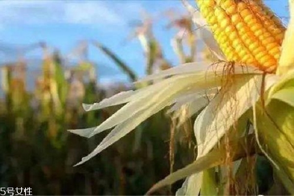 玉米須能治痛風嗎 可幫助痛風患者緩解 玉米須能治痛風嗎 可幫助痛風患者緩解