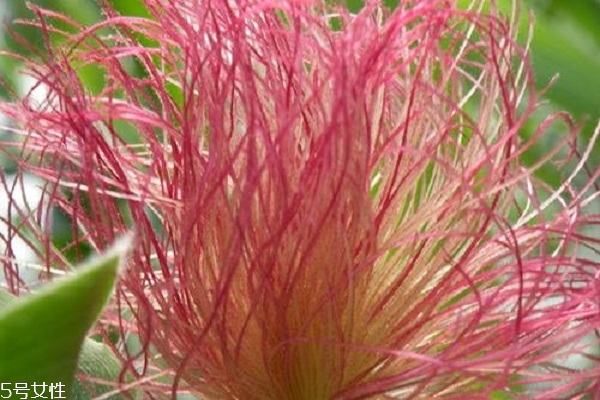 玉米須能治痛風嗎 可幫助痛風患者緩解 玉米須能治痛風嗎 可幫助痛風患者緩解