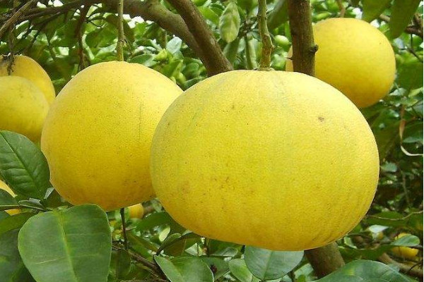 梁平柚子多少錢一斤？梁平柚的上市時間