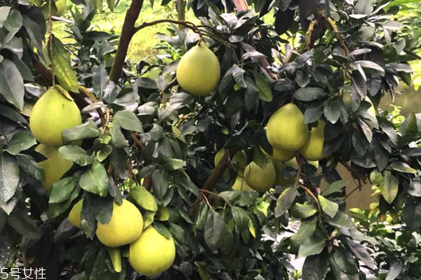 柚子什么時候吃最好 秋季是黃金時間 柚子什么時候吃最好 秋季是黃金時間