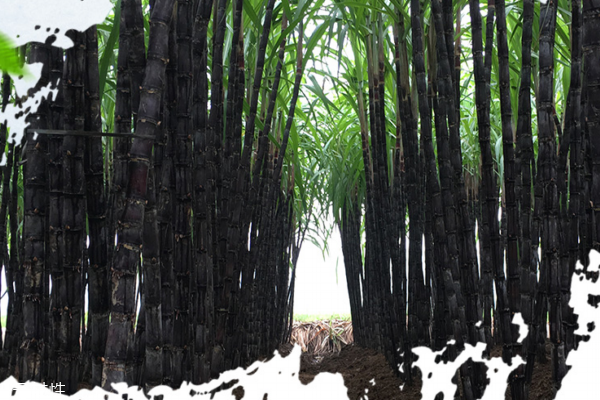 甘蔗為什么長不高 原因有很多 甘蔗為什么長不高 原因有很多