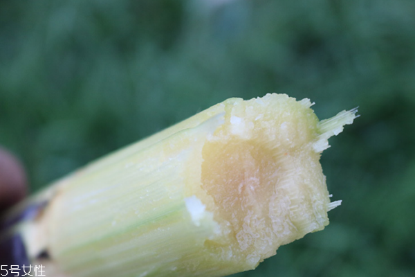 甘蔗為什么長不高 原因有很多 甘蔗為什么長不高 原因有很多