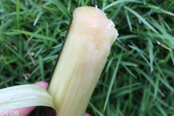 甘蔗為什么長不高 原因有很多 甘蔗為什么長不高 原因有很多