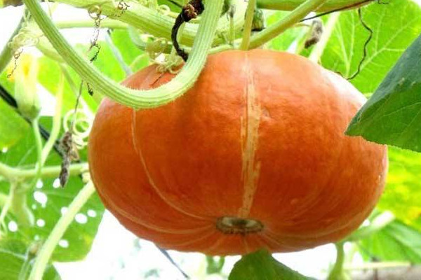 怎么看南瓜老沒老？南瓜吃多的壞處