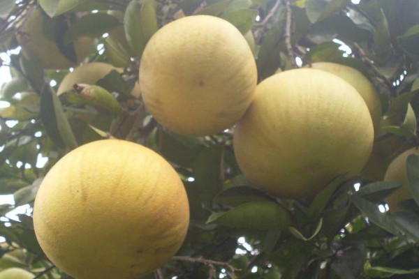 梁平柚子多少錢一斤？梁平柚的上市時間