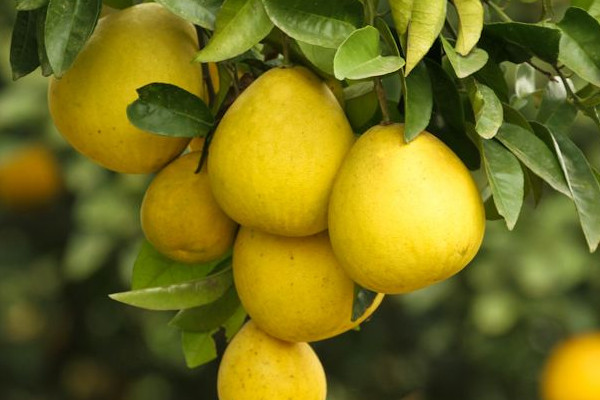 梁平柚為什么是麻的？中國的四大名柚