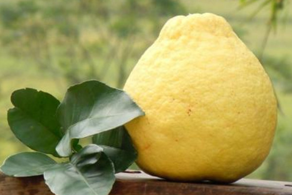 吃沙田柚對(duì)身體有什么好處？買(mǎi)的時(shí)候一掂二摸三擠壓