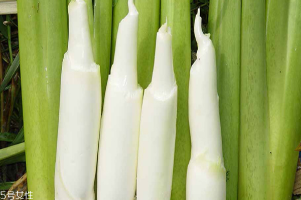 茭白為什么下奶 因為有這些成分 茭白為什么下奶 因為有這些成分