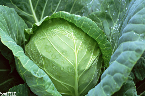 包菜為什么會苦 三個原因?qū)е?>
               <p class=