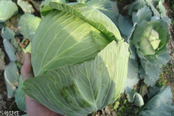 包菜為什么會苦 三個原因?qū)е? alt=